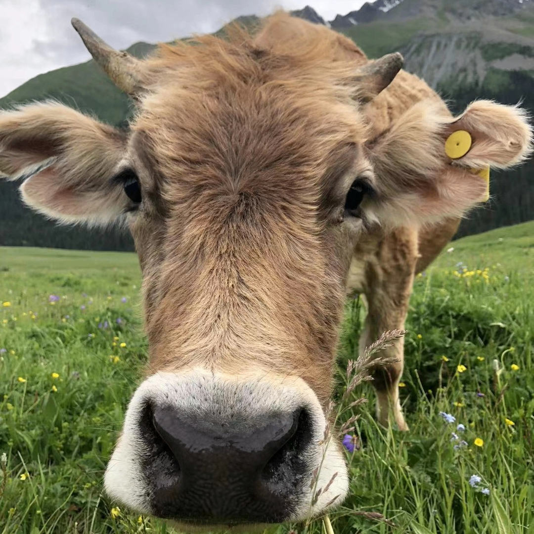 wocaonima (magebide.lens) Lens social identity (.lens handle) PFP