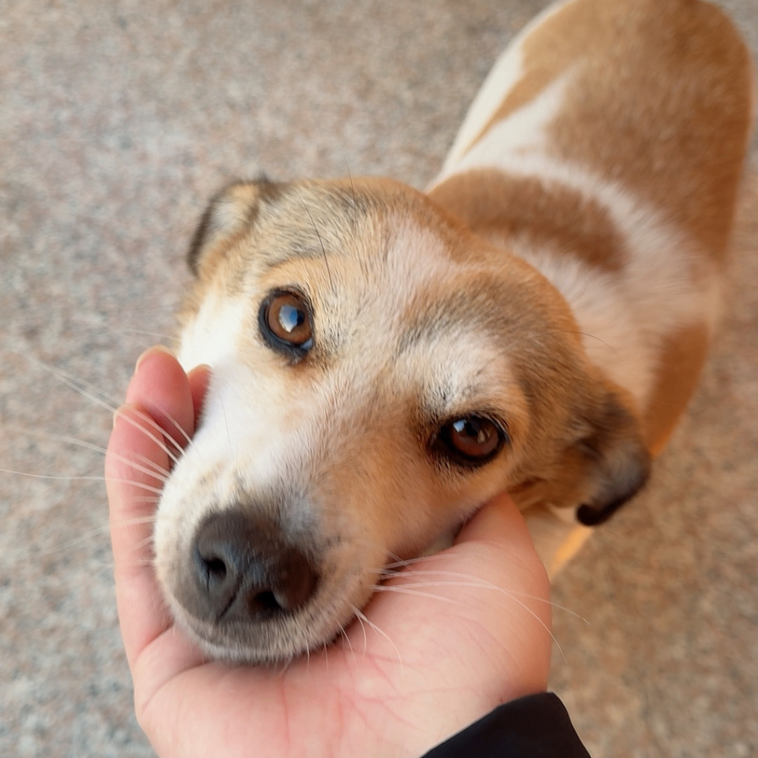 nick (nickqian.lens) Lens social identity (.lens handle) PFP