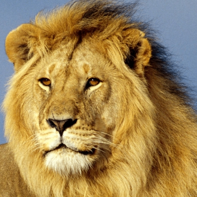 Christopher Lambert (jjjjh.lens) Lens social identity (.lens handle) PFP