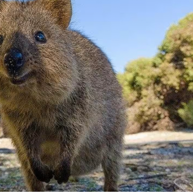 hghhbh (jfffff.lens) Lens social identity (.lens handle) PFP