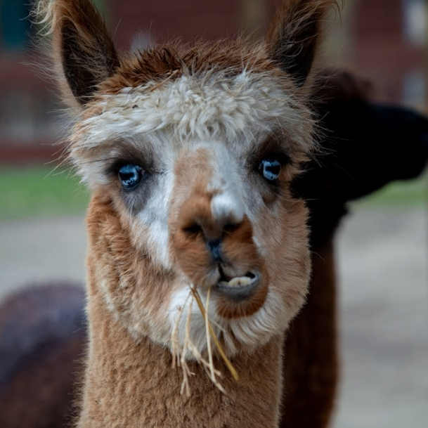 wooo (xozak.lens) Lens social identity (.lens handle) PFP