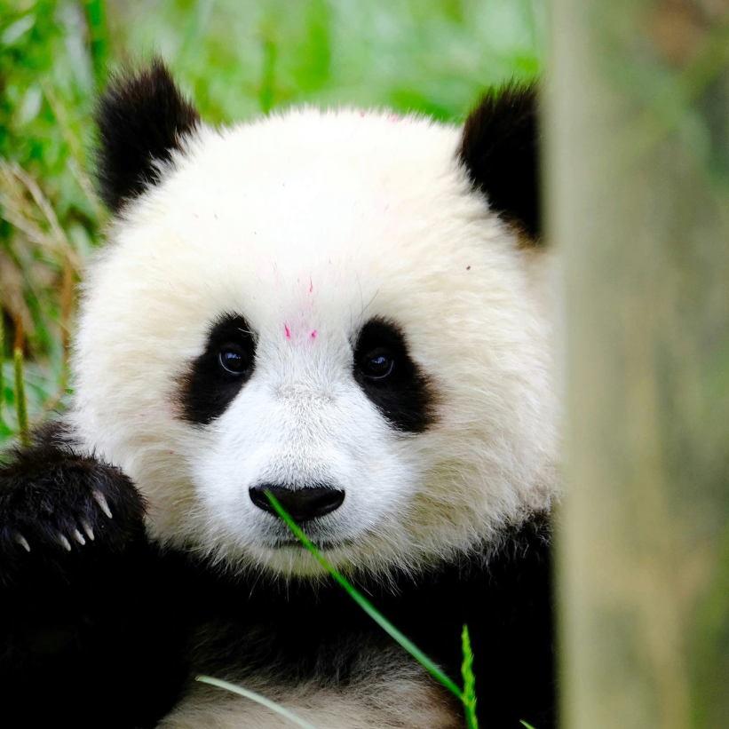 BT1 (onlyup1.lens) Lens social identity (.lens handle) PFP