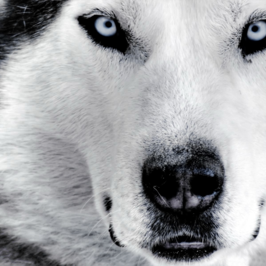 Nikolay (kolyagurin.lens) Lens social identity (.lens handle) PFP