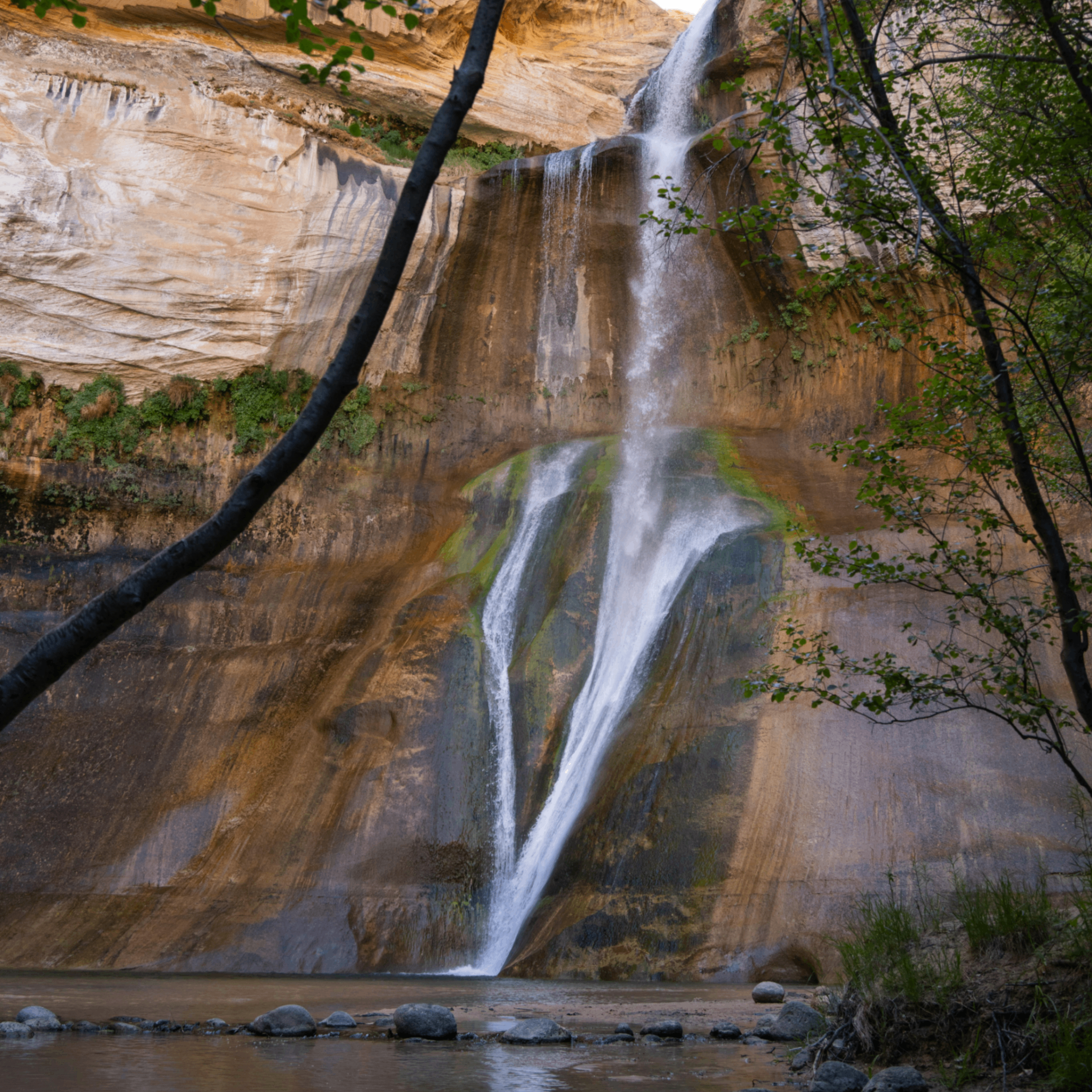 miunt (miunt.lens) Lens social identity (.lens handle) PFP