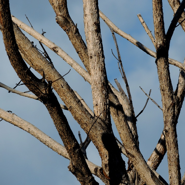 Porka (propers.lens) Lens social identity (.lens handle) PFP