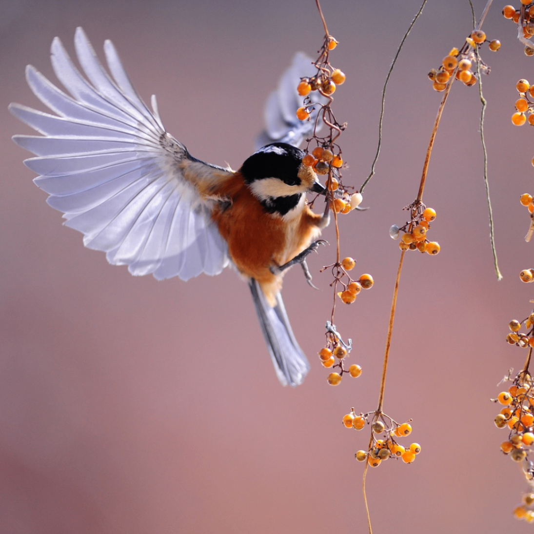 meyxiii3 (meyxiii.lens) Lens social identity (.lens handle) PFP