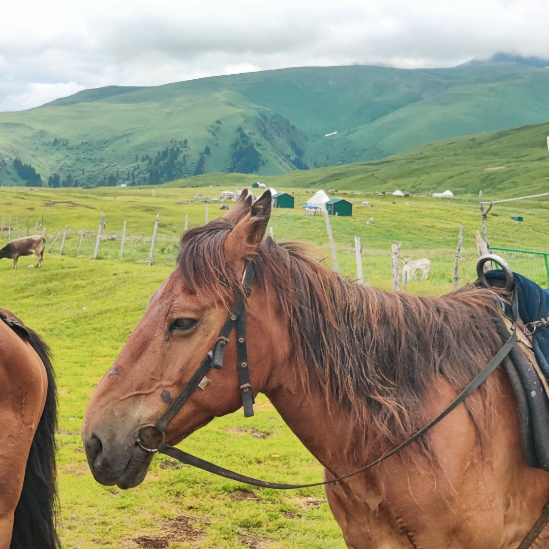 CYBERGROK (cybergrok.lens) Lens social identity (.lens handle) PFP