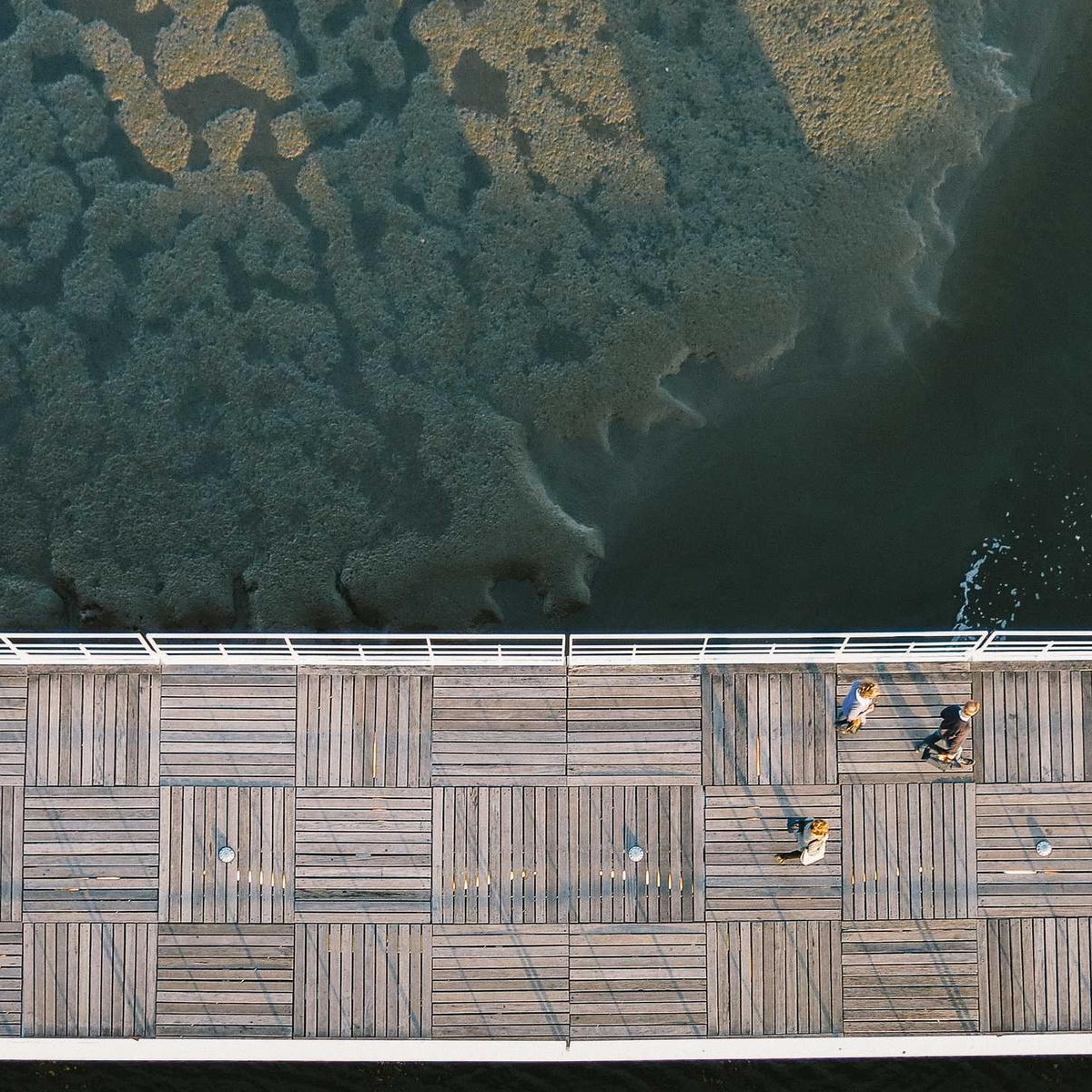 tensorTamer (kalliepowlowsk1.lens) Lens social identity (.lens handle) PFP