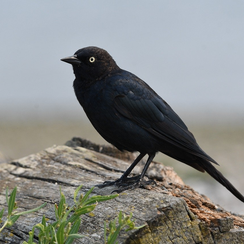 Lntano (lntano.lens) Lens social identity (.lens handle) PFP