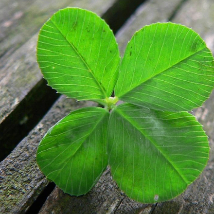 Mama (moneymama.lens) Lens social identity (.lens handle) PFP