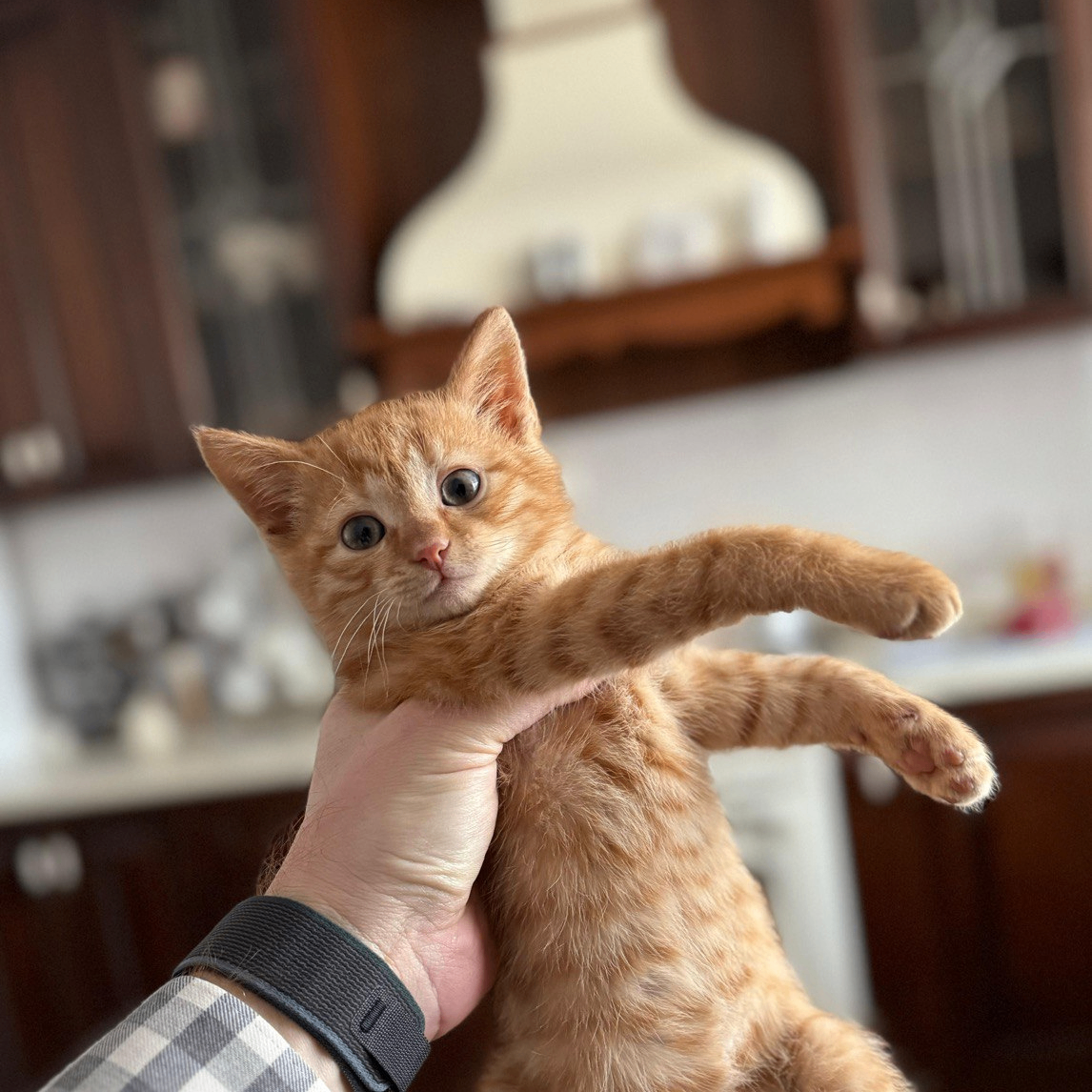 Aisharik (aisharik.lens) Lens social identity (.lens handle) PFP