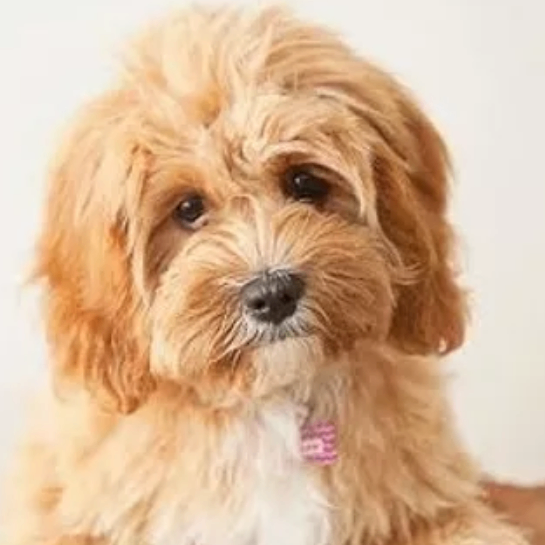 Rogue Minion (cryptosuku.lens) Lens social identity (.lens handle) PFP