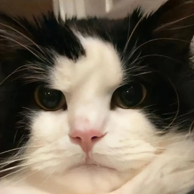 arkuka (arkuka.lens) Lens social identity (.lens handle) PFP