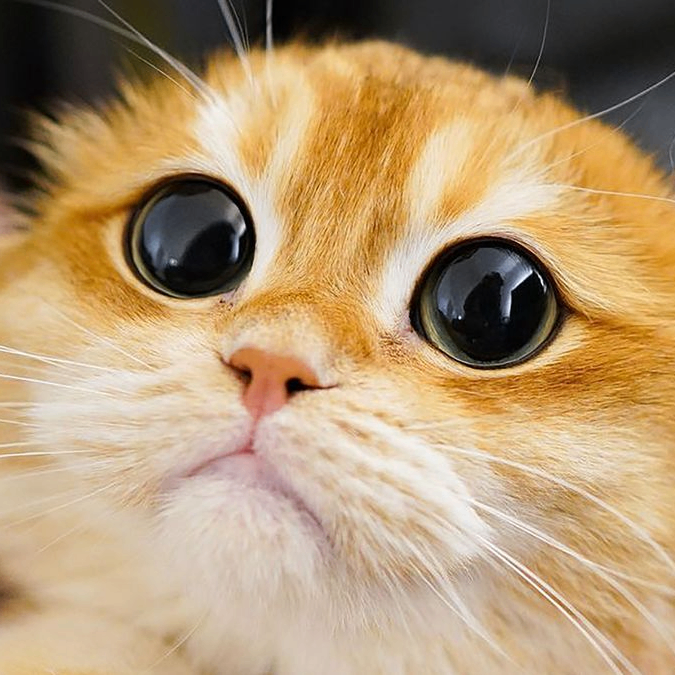 Fred Quinx (swipes.lens) Lens social identity (.lens handle) PFP