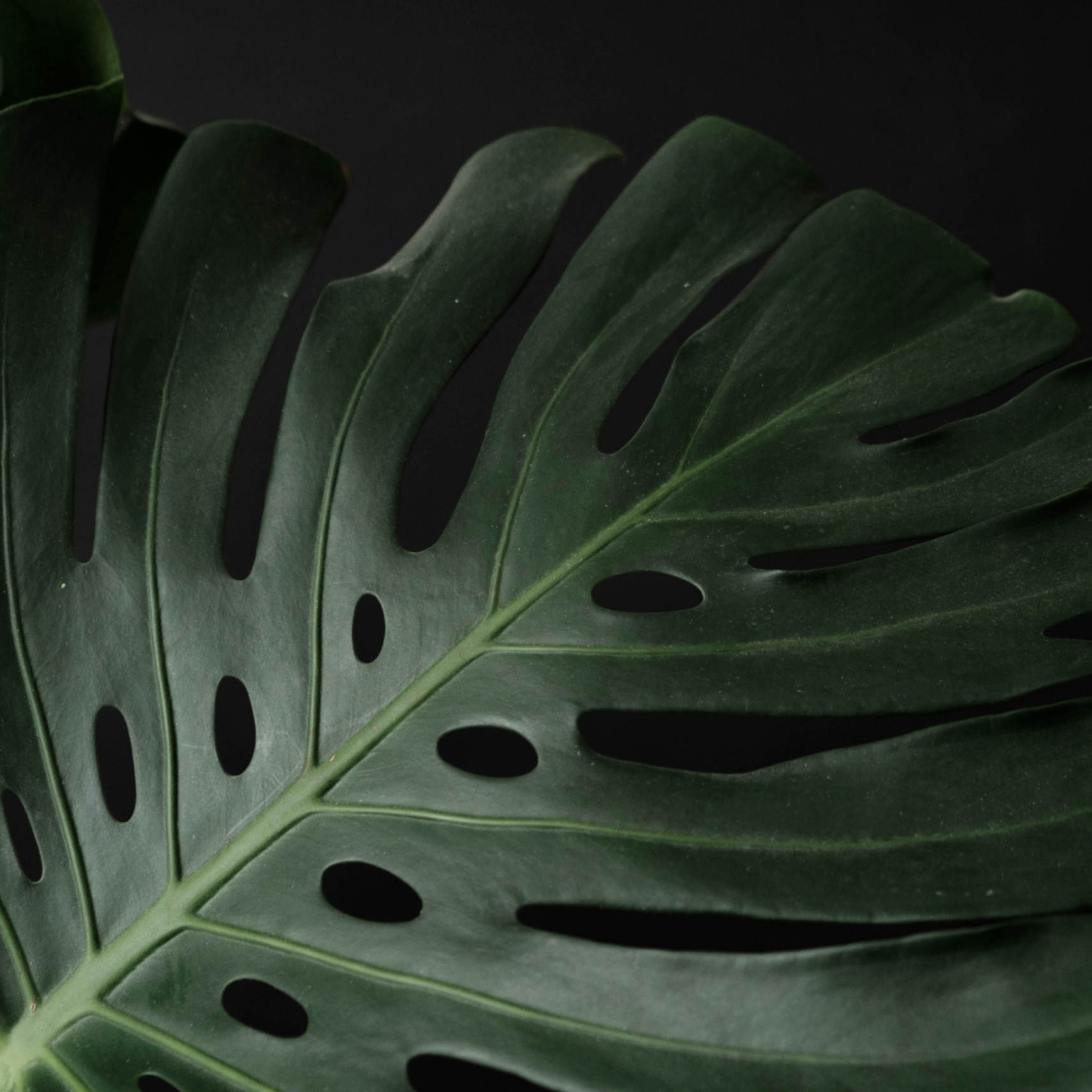 tejera (tejera.lens) Lens social identity (.lens handle) PFP