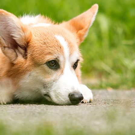 pablo trosch (ldiwqofn.lens) Lens social identity (.lens handle) PFP