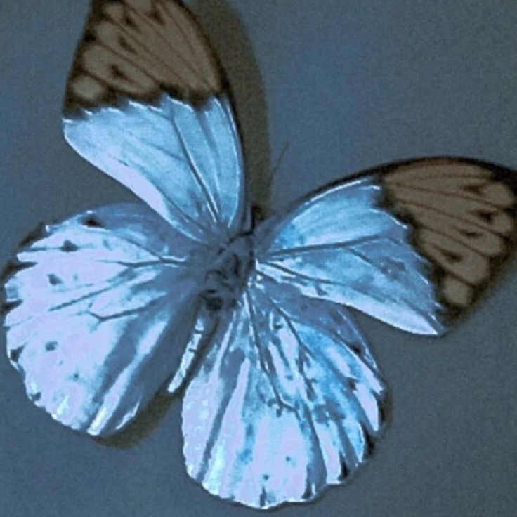 Indigo (nekopoihd.lens) Lens social identity (.lens handle) PFP