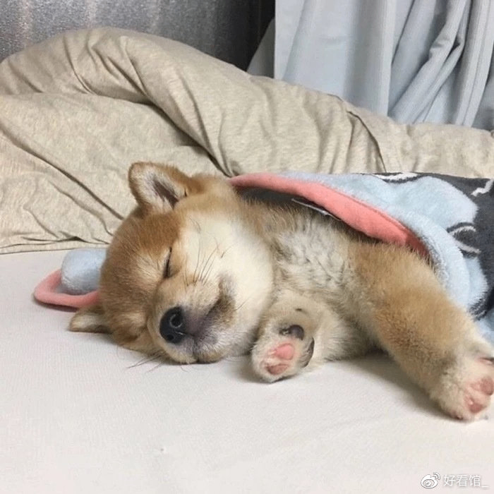 Kara (rebeccafd.lens) Lens social identity (.lens handle) PFP