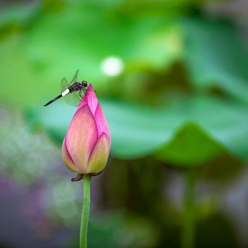 vfffhsfjdjxz (vfffhsfjdjxz.lens) Lens social identity (.lens handle) PFP