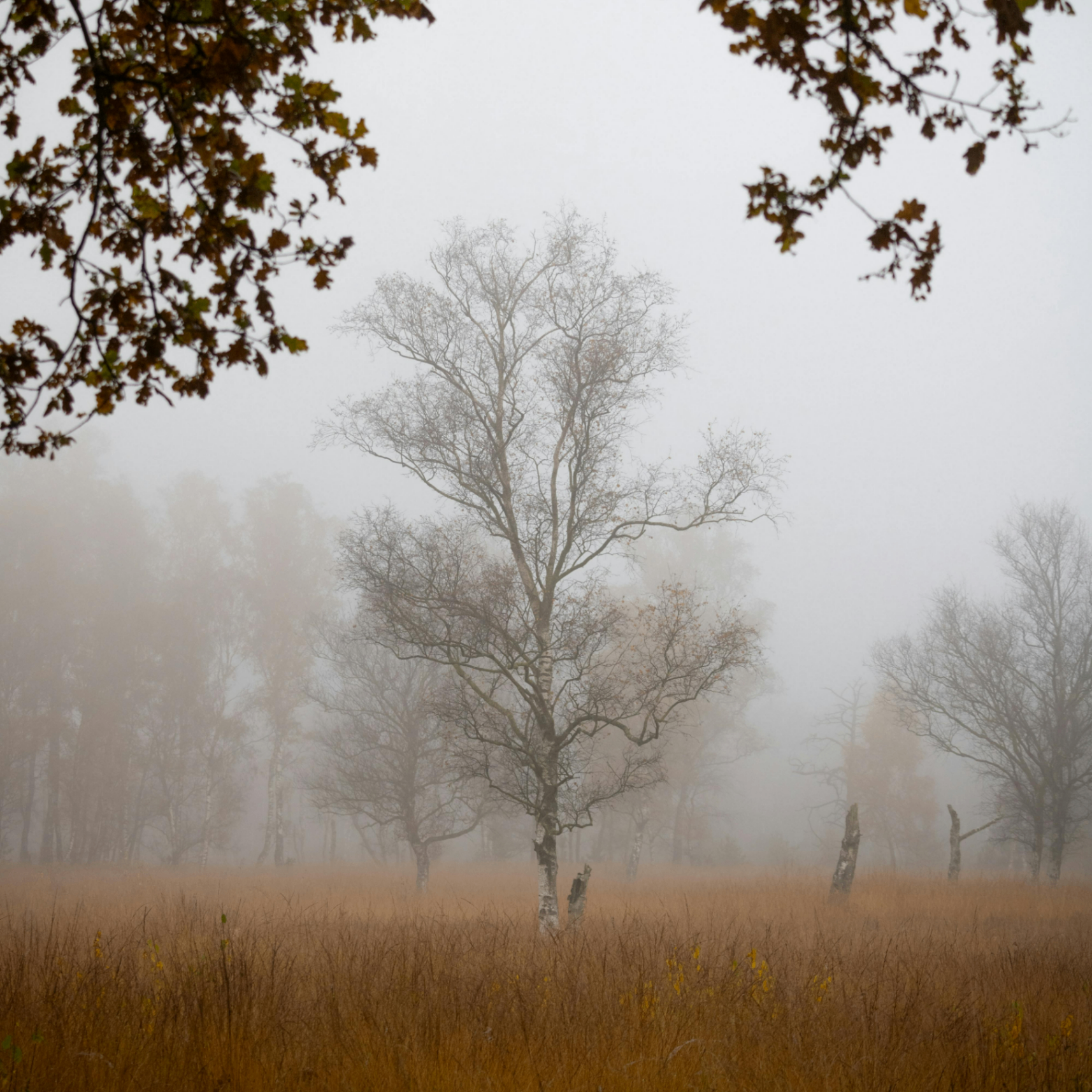 crypto hindi (shardeumnameservice.lens) Lens social identity (.lens handle) PFP