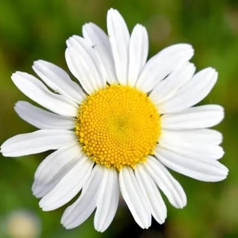 Hogan Byron (fffbb.lens) Lens social identity (.lens handle) PFP