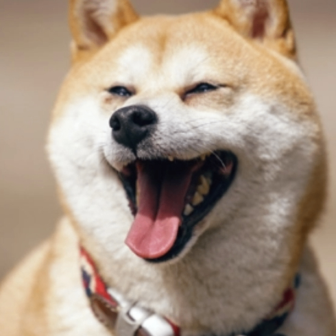 Wolf Warrior (24310.lens) Lens social identity (.lens handle) PFP