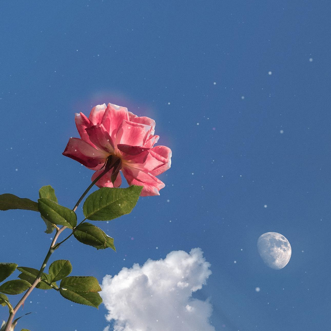 Amelia Rose Johnson (auroraor.lens) Lens social identity (.lens handle) PFP