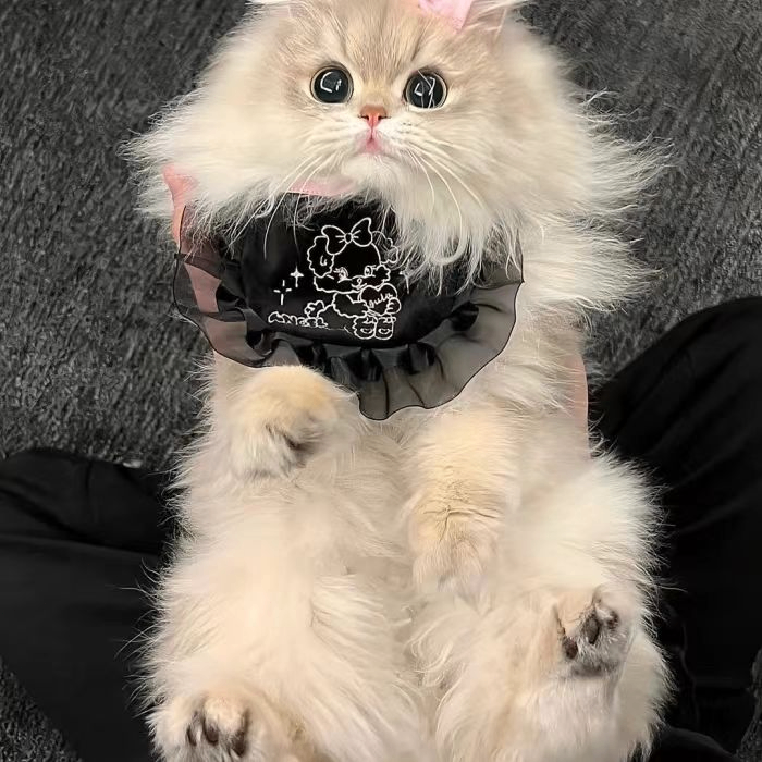 Jacquelin Marchelle (asg52.lens) Lens social identity (.lens handle) PFP