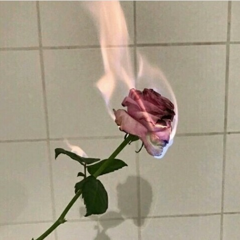 Heidi (adegdg.lens) Lens social identity (.lens handle) PFP