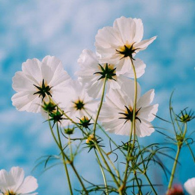 AF Airdrop (mecr7.lens) Lens social identity (.lens handle) PFP