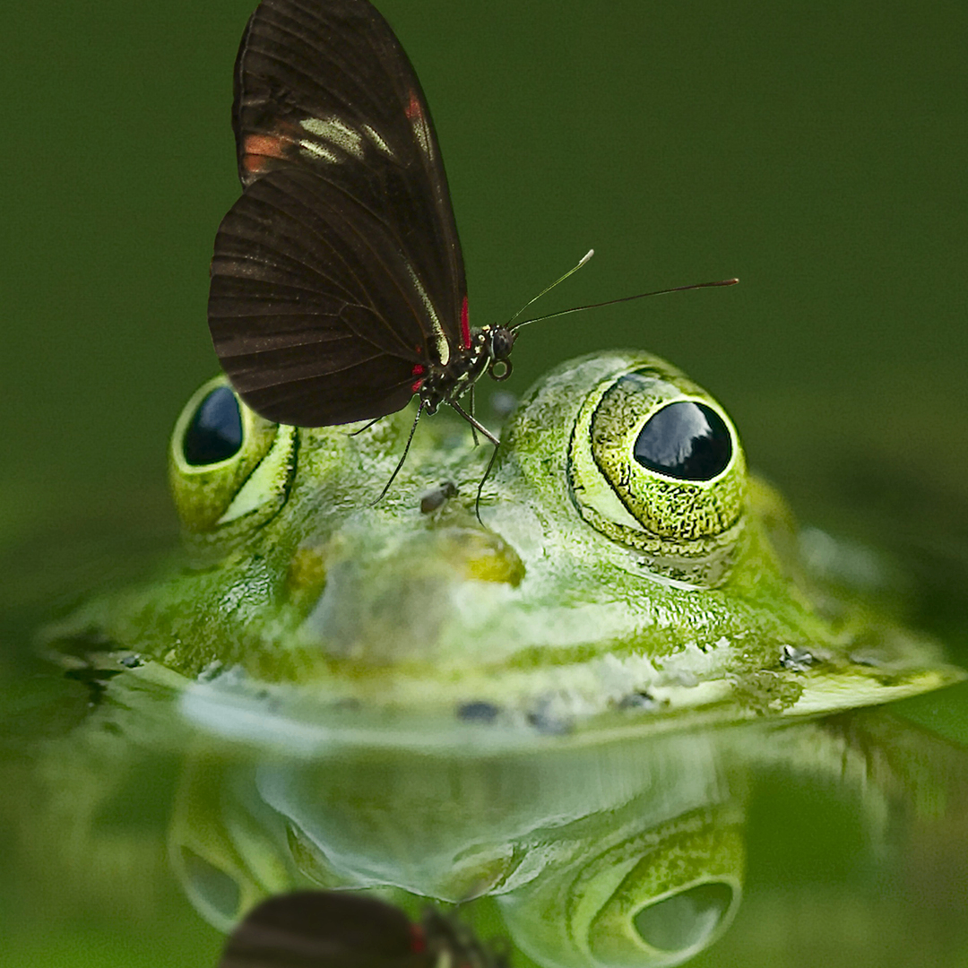 whoisyourdady (whoisyourdady.lens) Lens social identity (.lens handle) PFP