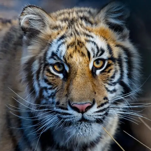 Una Hoover (eeeeeg.lens) Lens social identity (.lens handle) PFP