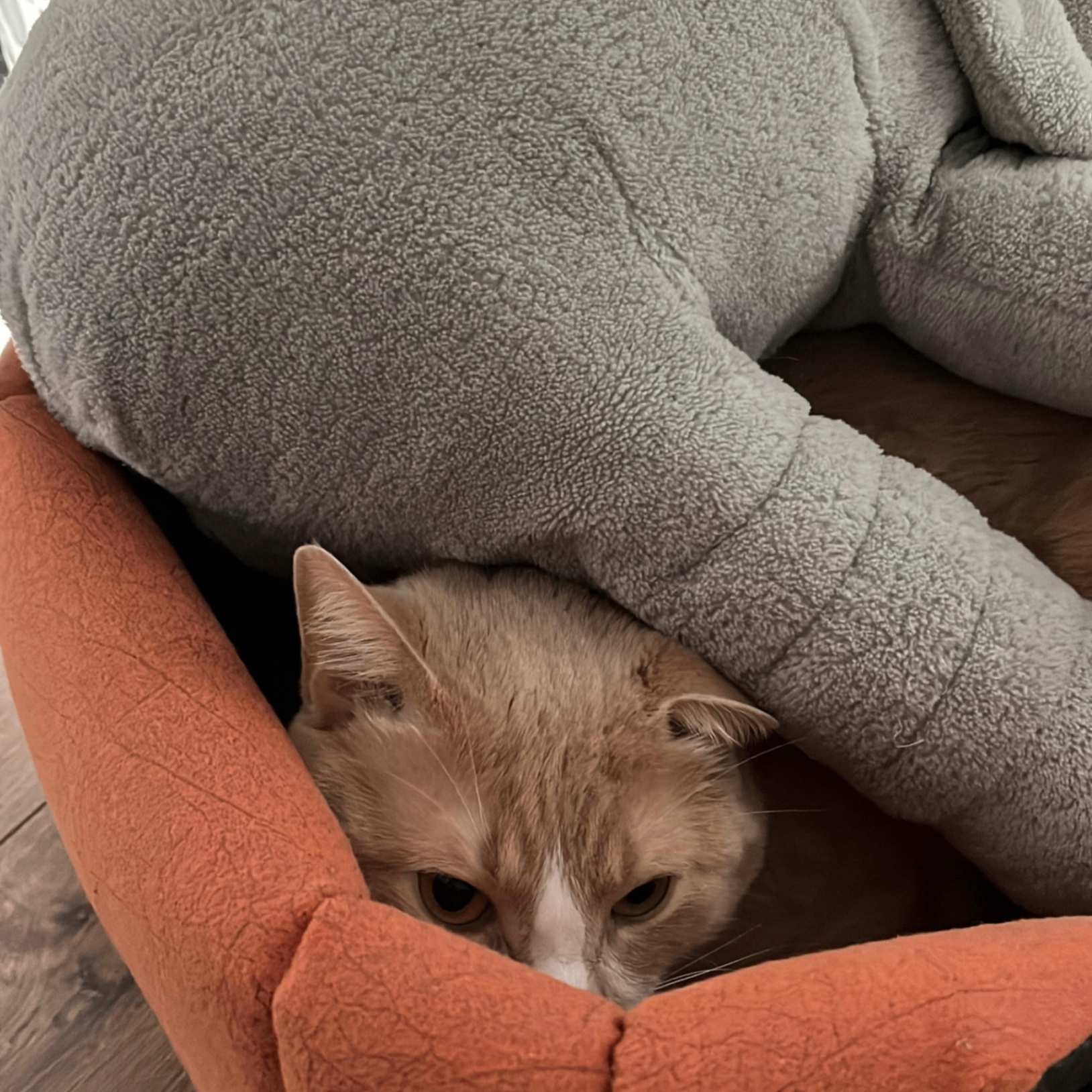 Gatsby (yagmurmur.lens) Lens social identity (.lens handle) PFP