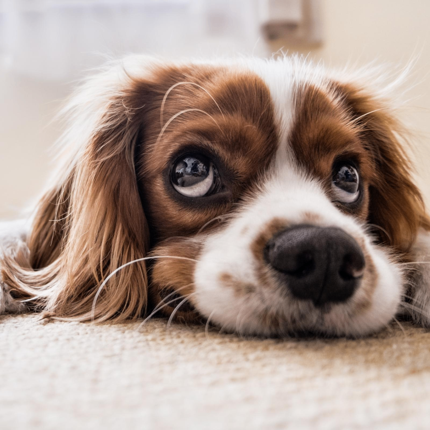 shallisyou (shallisyou.lens) Lens social identity (.lens handle) PFP