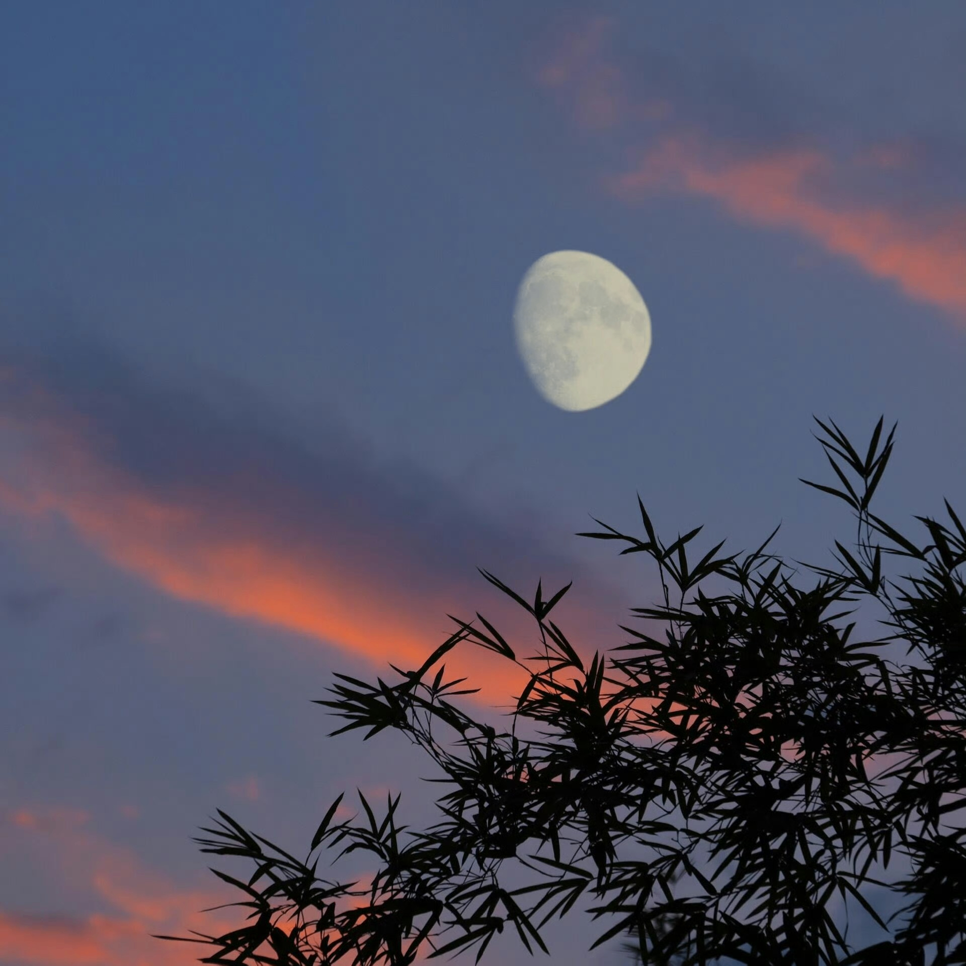 Charlotte Harris (britiey.lens) Lens social identity (.lens handle) PFP