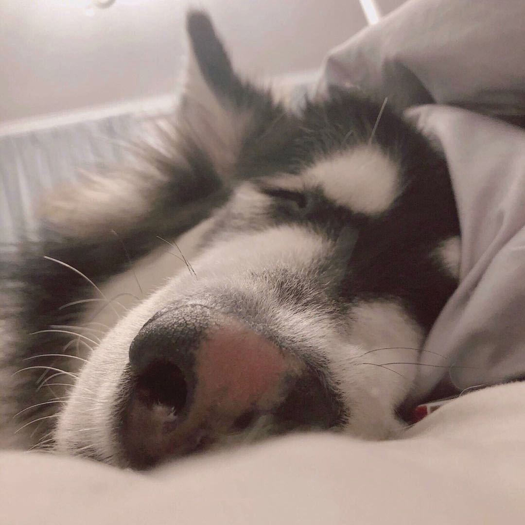 小啊林 (lin886.lens) Lens social identity (.lens handle) PFP