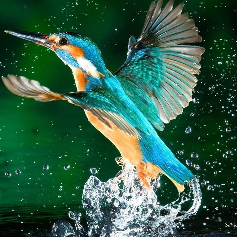 Sujalraj (elonmuski.lens) Lens social identity (.lens handle) PFP