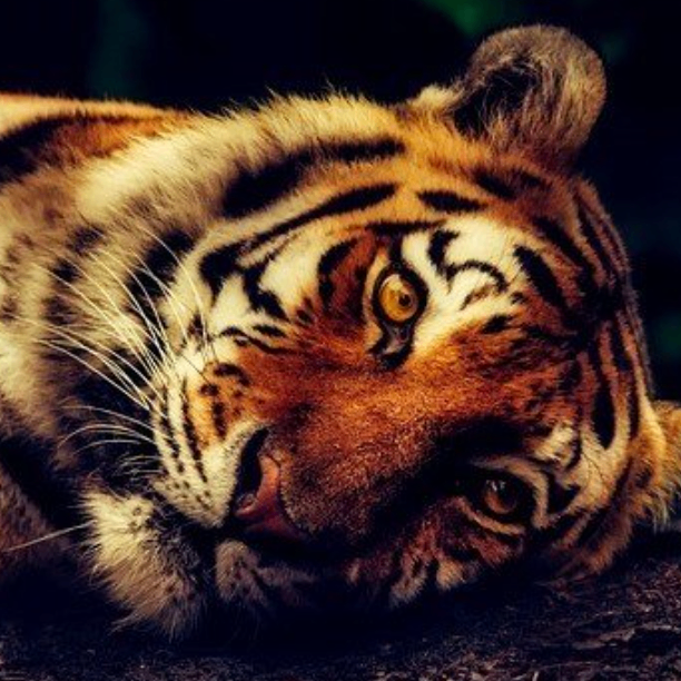 vcvcvcv (wzzzz.lens) Lens social identity (.lens handle) PFP