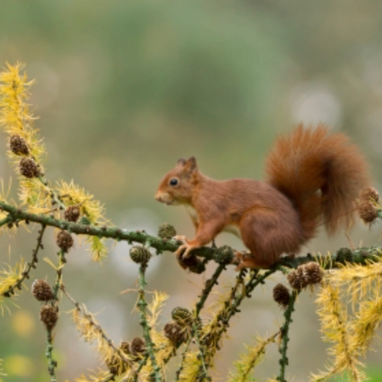 jbdnmc (lggggg.lens) Lens social identity (.lens handle) PFP