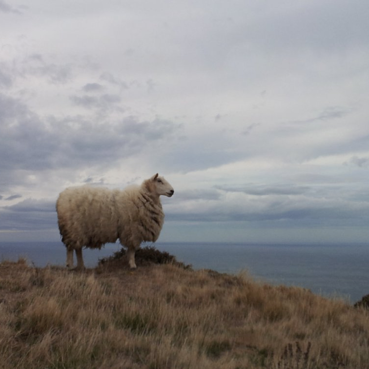 Brandy (onisri.lens) Lens social identity (.lens handle) PFP