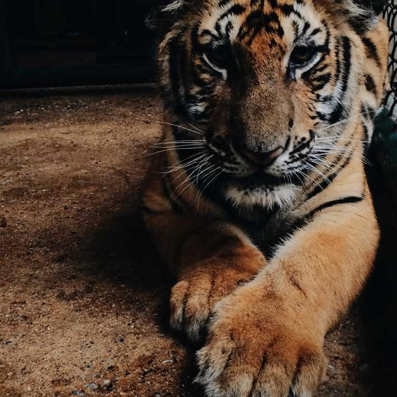 codeConqueror (dischz50620.lens) Lens social identity (.lens handle) PFP