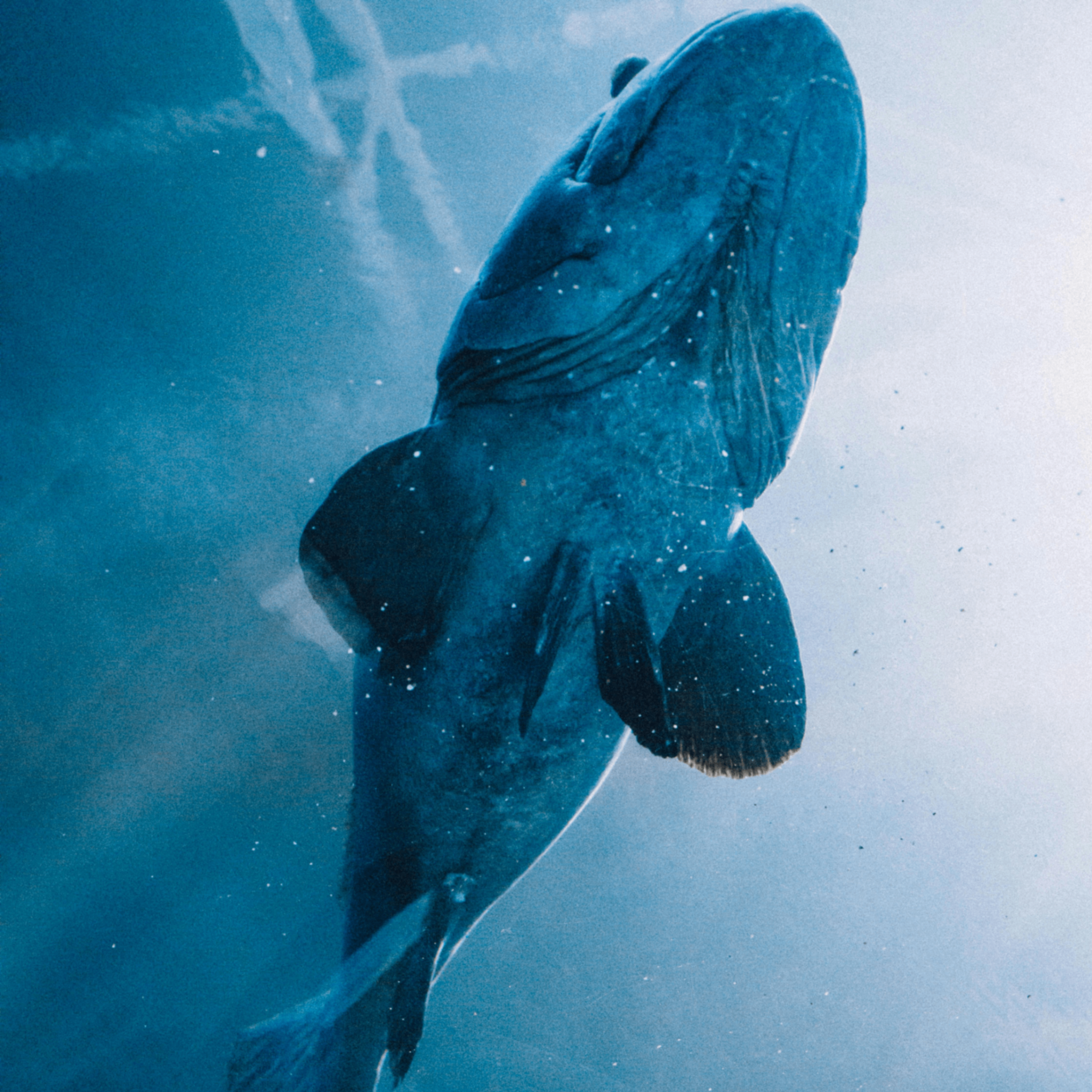 londn (londn.lens) Lens social identity (.lens handle) PFP