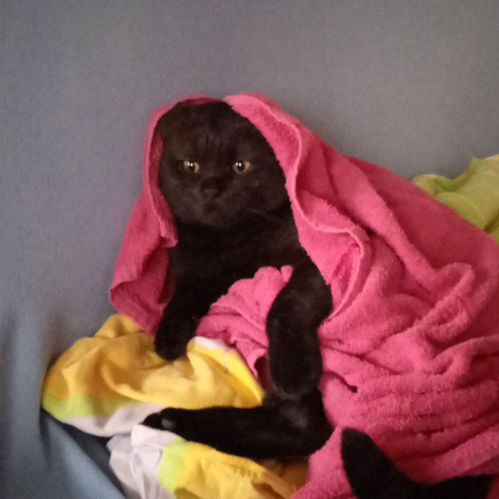 Artem (nosence999.lens) Lens social identity (.lens handle) PFP