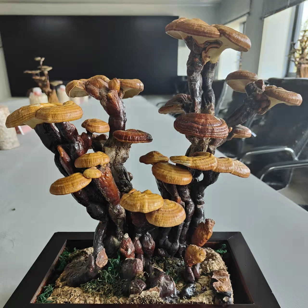 xqb (xuqingbo.lens) Lens social identity (.lens handle) PFP