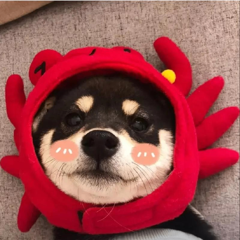 teengr (xiungr.lens) Lens social identity (.lens handle) PFP