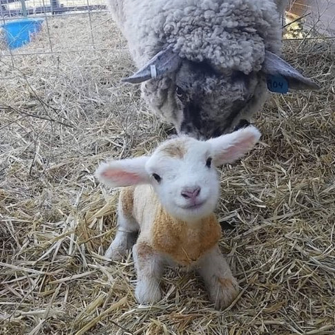 whatsup (whatsup.lens) Lens social identity (.lens handle) PFP