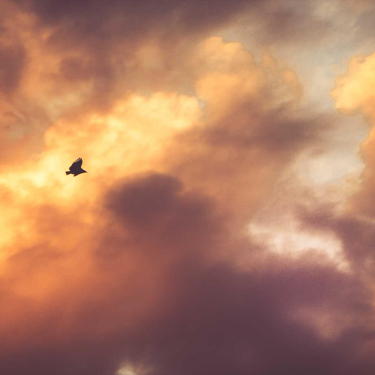 stringTheoryThespian (daronosinski.lens) Lens social identity (.lens handle) PFP