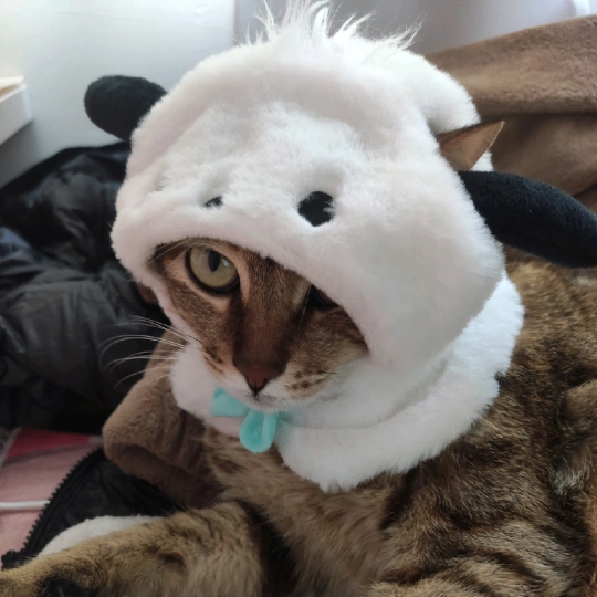 Fiona (fionalee.lens) Lens social identity (.lens handle) PFP