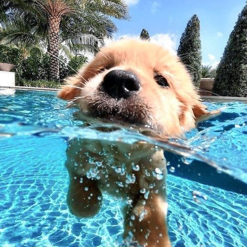 mlga (makelensgreatagain.lens) Lens social identity (.lens handle) PFP