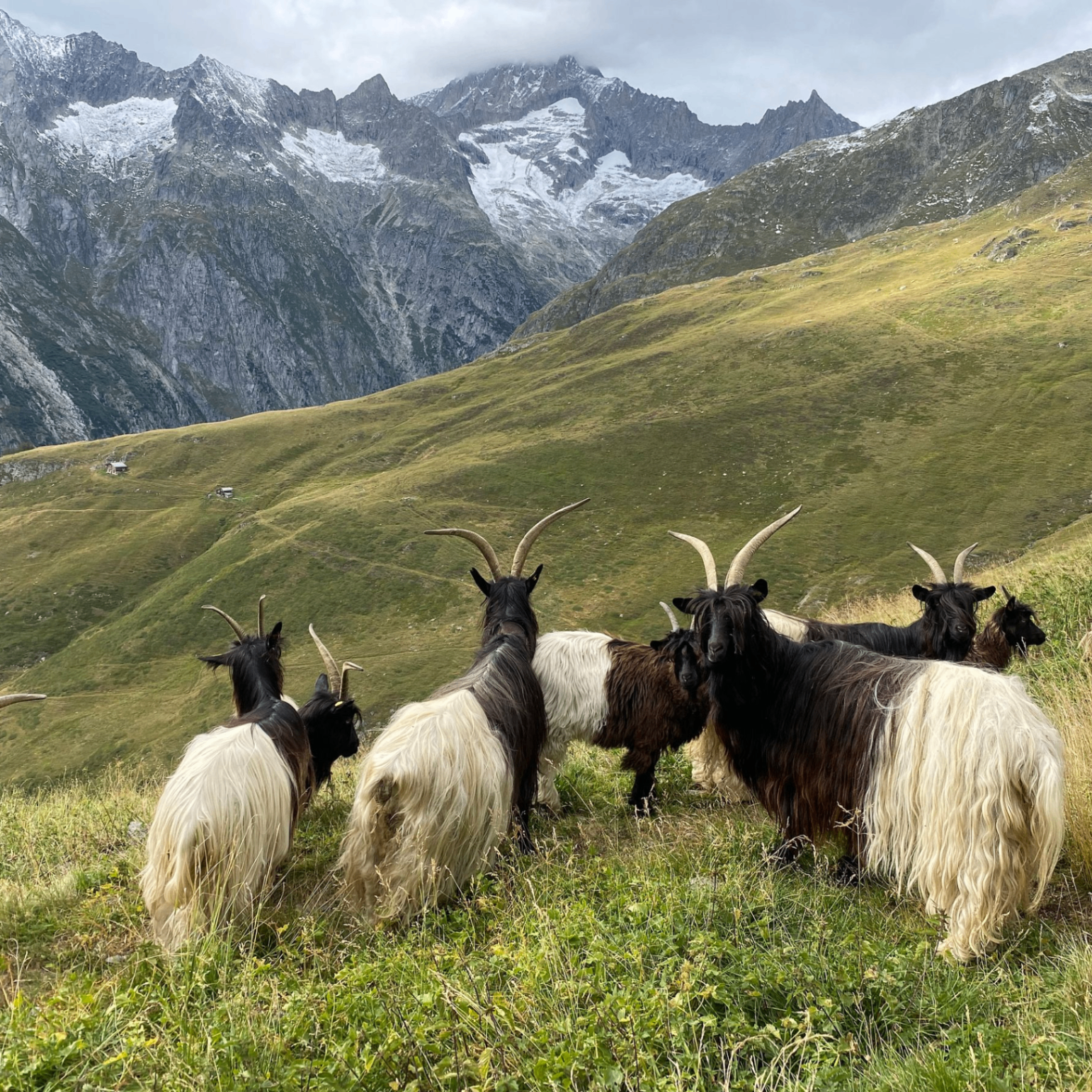 Marlowe (marlowe7.lens) Lens social identity (.lens handle) PFP